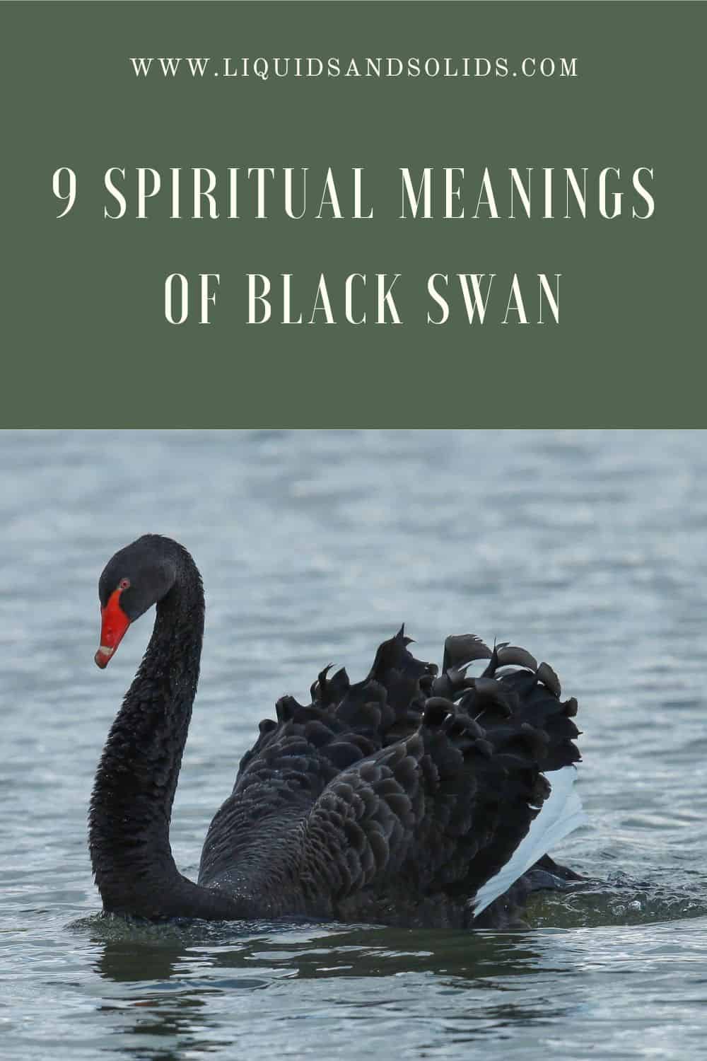  9 significations spirituelles du cygne noir