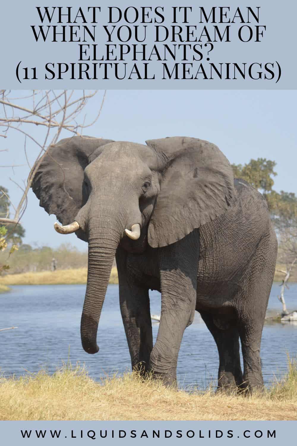  Mit jelent, ha elefántokkal álmodsz? (11 spirituális jelentés)