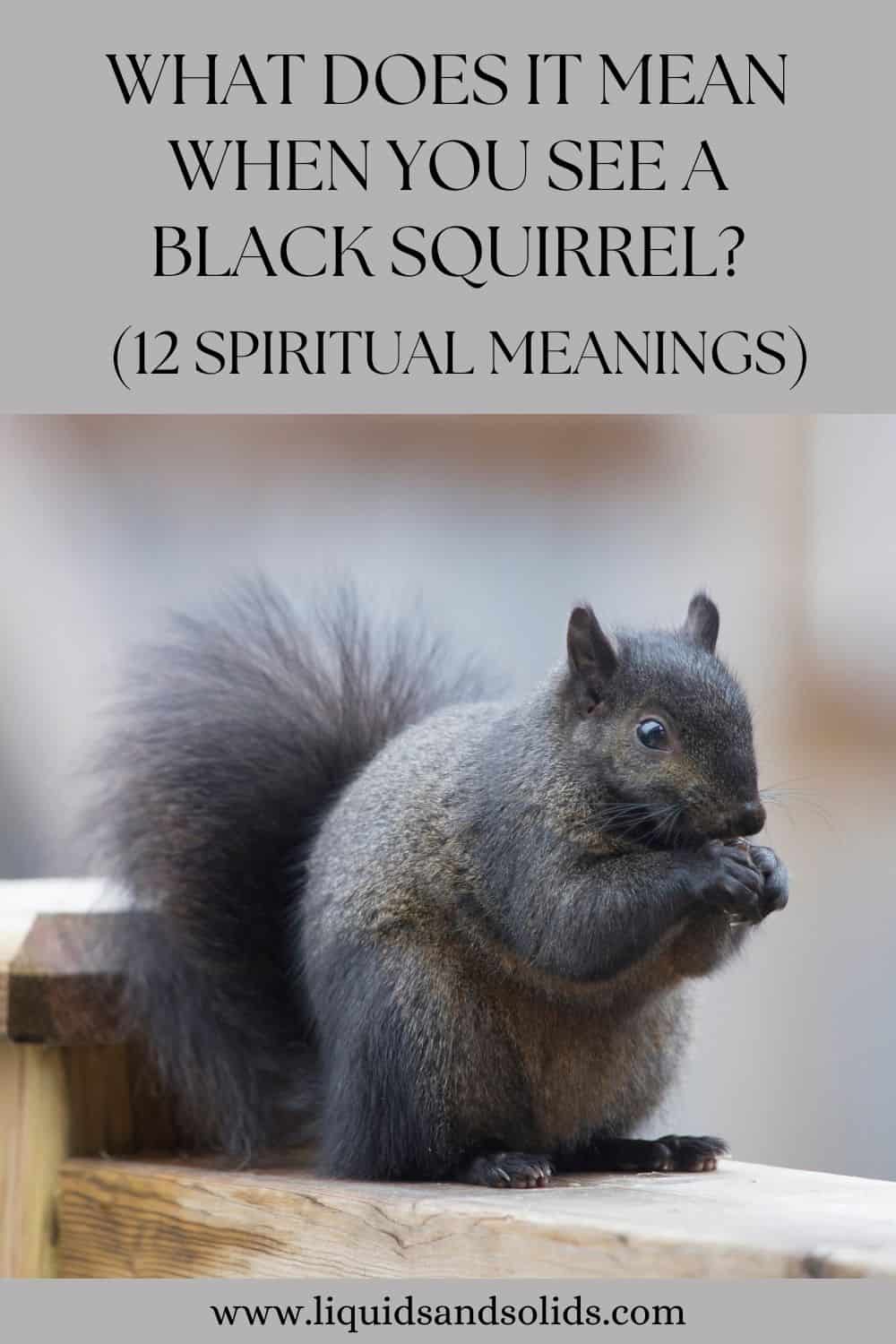 Ce que signifie voir un écureuil noir (12 significations spirituelles)