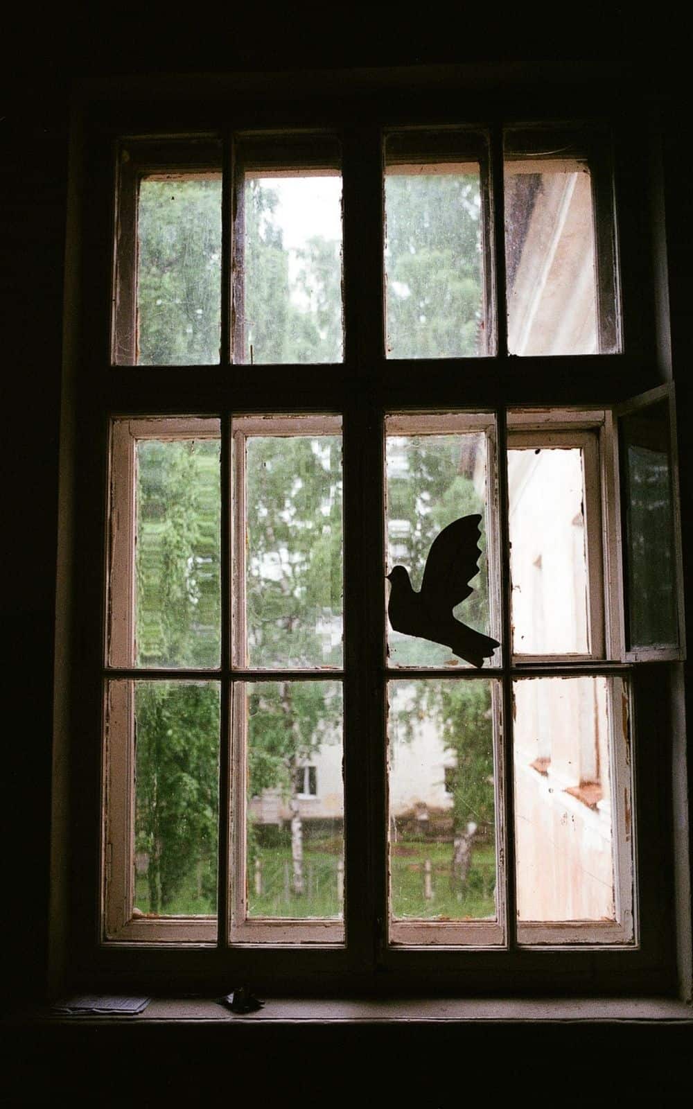  Apa Artinya Ketika Seekor Burung Menabrak Jendela Anda? (8 Makna Spiritual)
