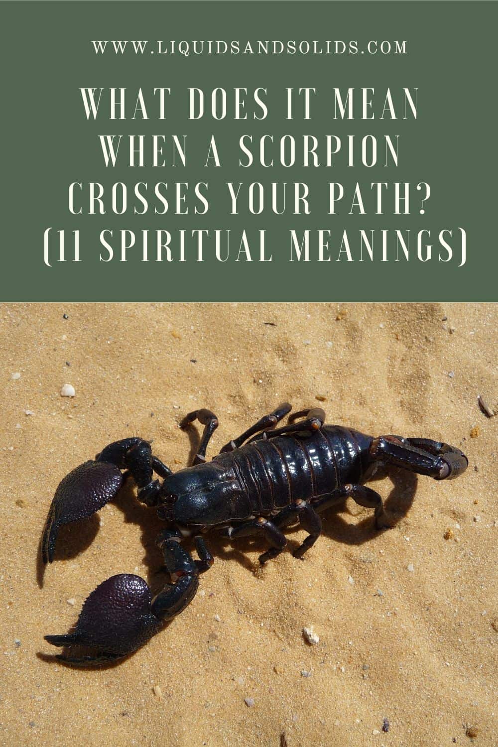  Que signifie le fait qu'un scorpion croise votre chemin (11 significations spirituelles) ?