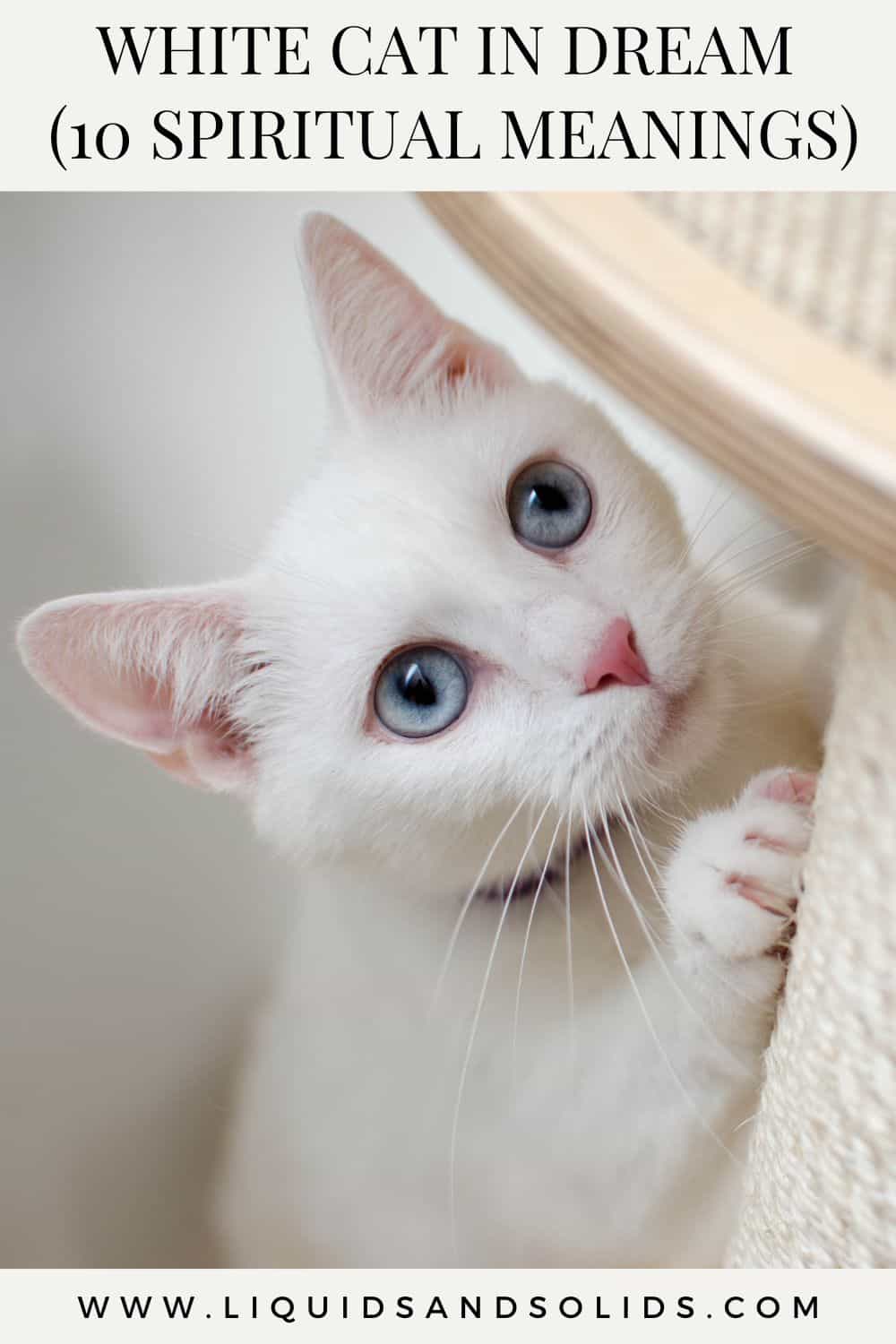  Rêve de chat blanc (10 significations spirituelles)