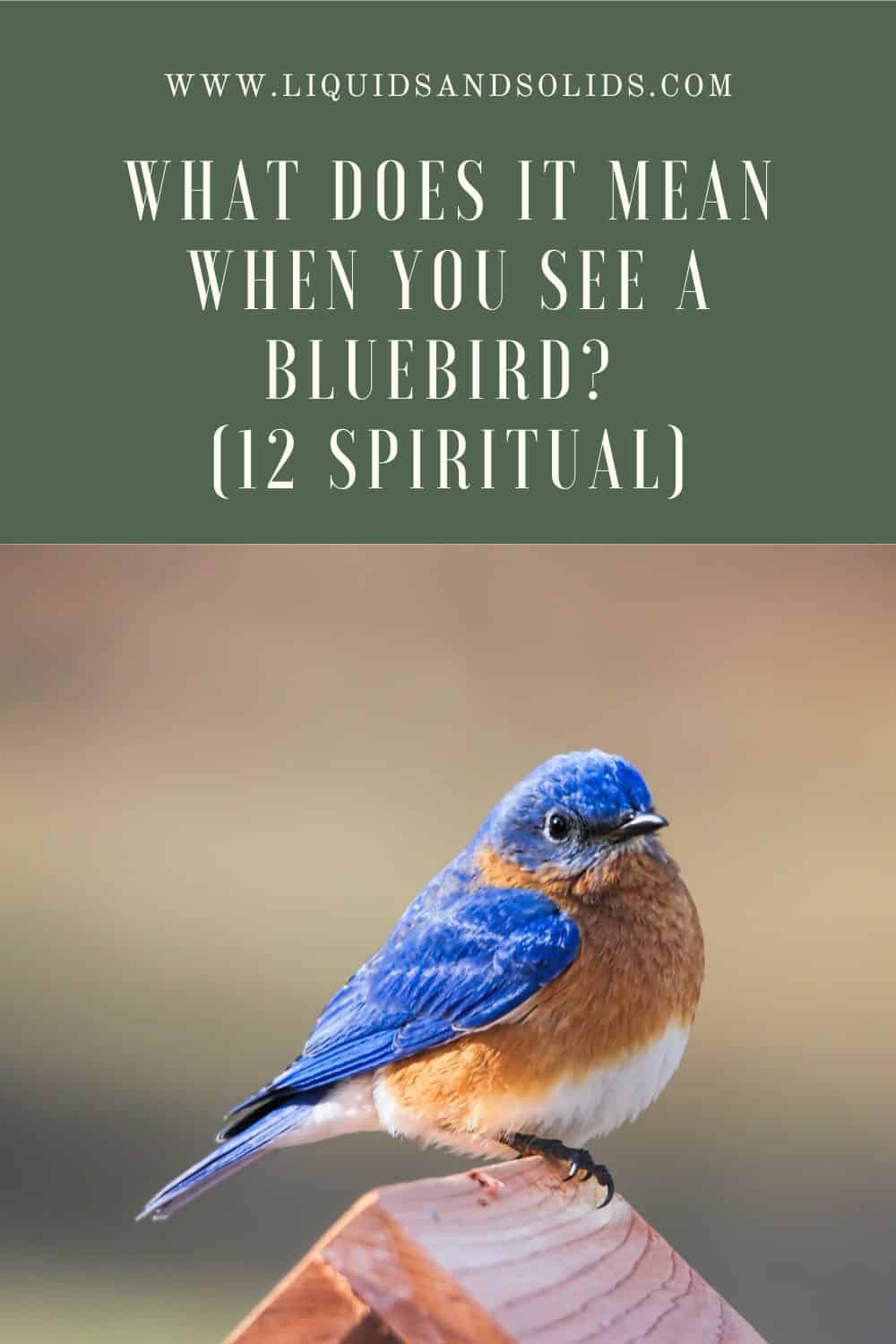  Hvad betyder det, når du ser en blåfugl? (12 åndelige betydninger)