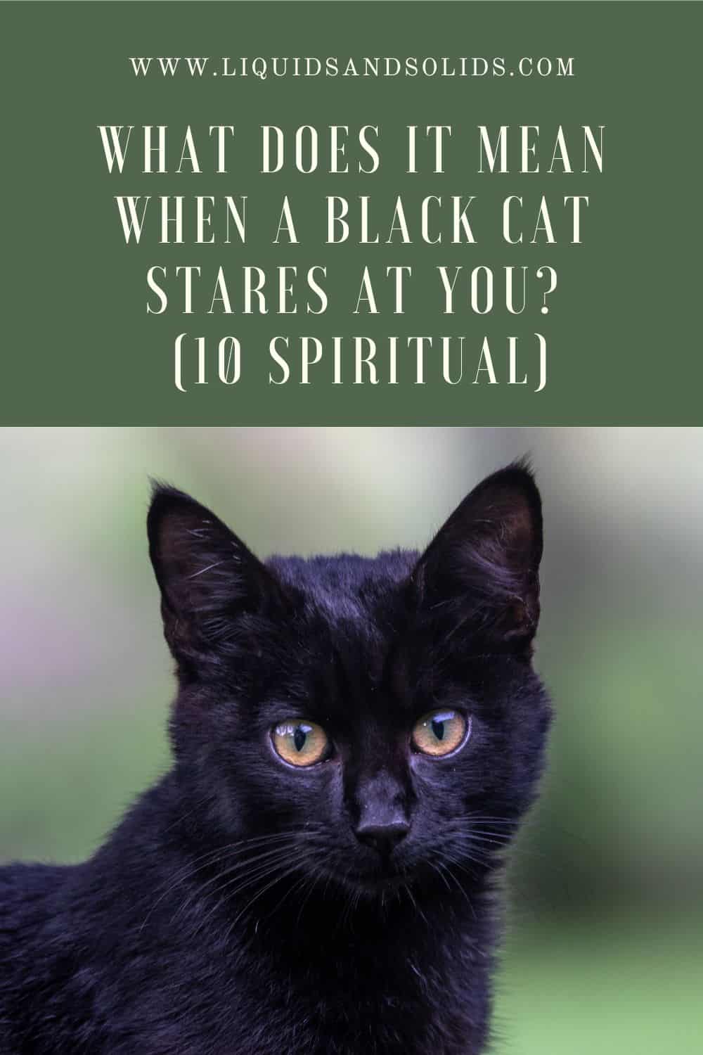  Mida tähendab see, kui must kass sind vaatab? (10 vaimset tähendust)