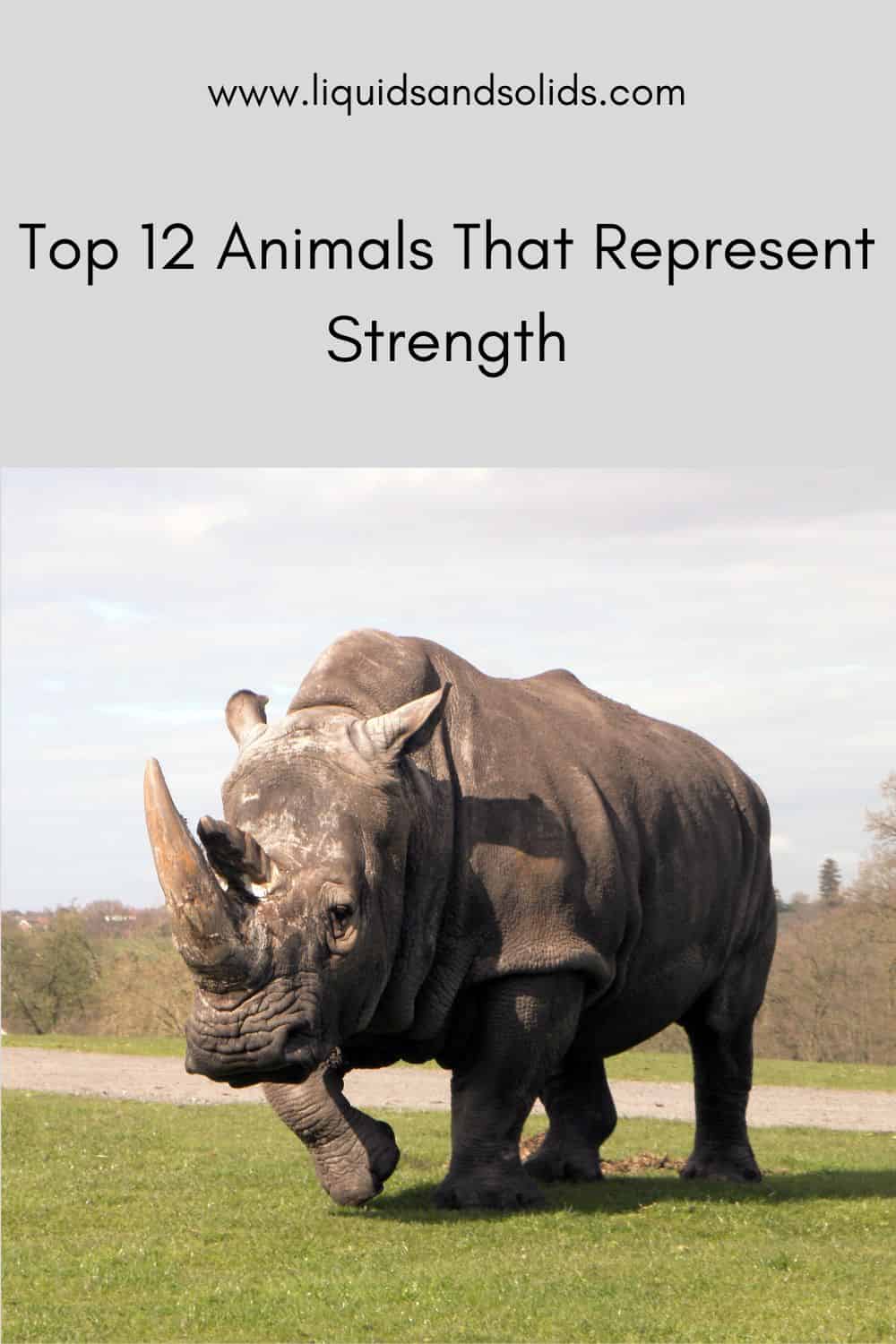  Os 12 mellores animais que representan a forza