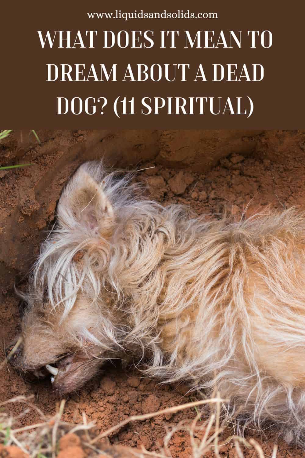  Rêve de chien mort (11 significations spirituelles)