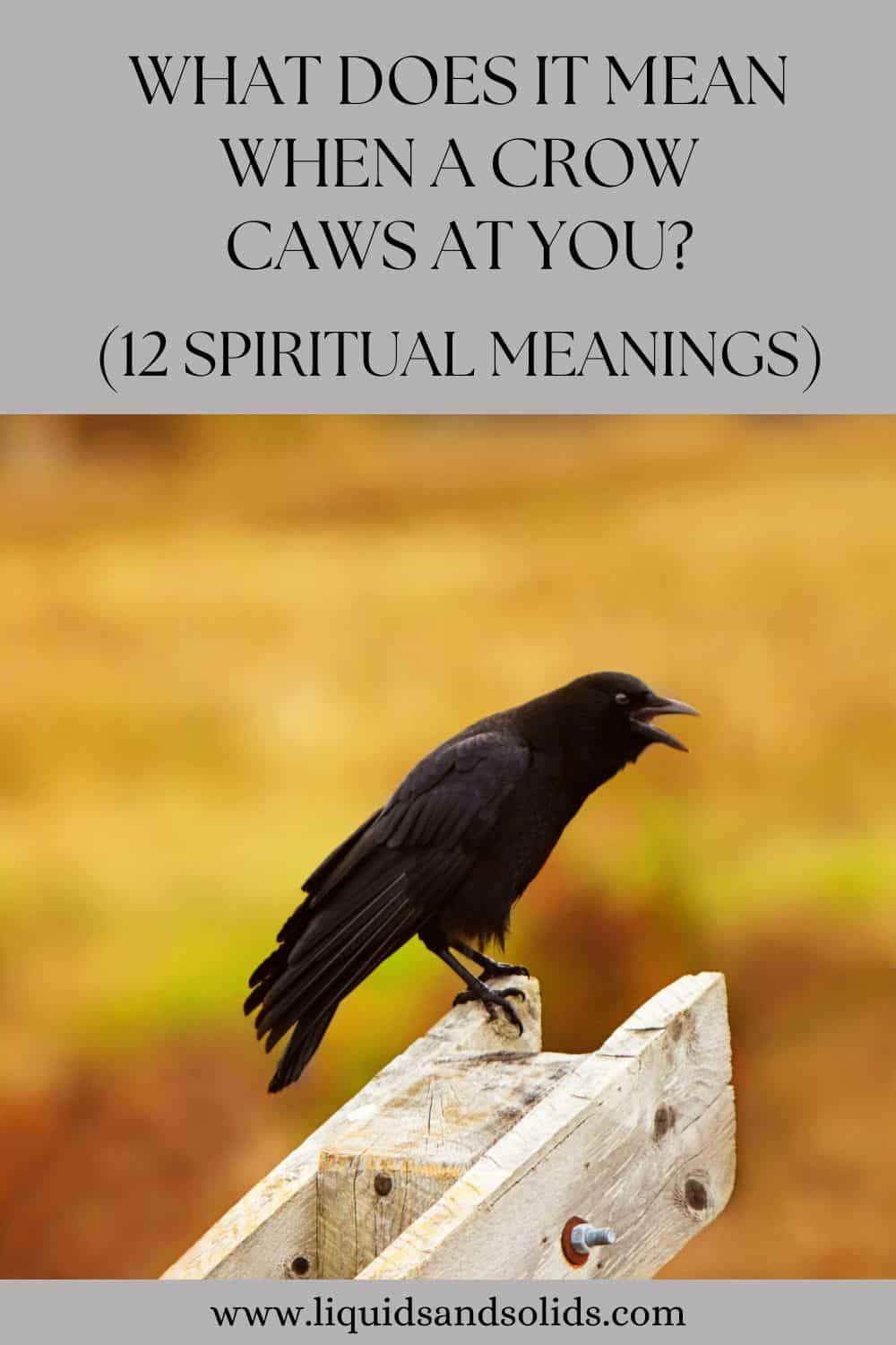  ມັນ ໝາຍ ຄວາມວ່າແນວໃດເມື່ອ Crow Caws ໃສ່ເຈົ້າ? (12 ຄວາມ​ຫມາຍ​ທາງ​ວິນ​ຍານ​)
