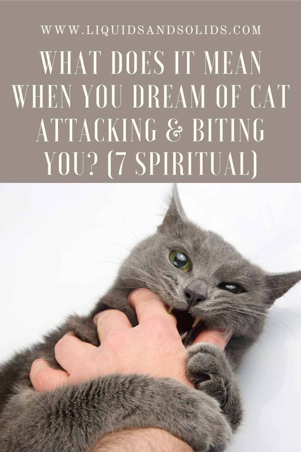  Rêve d'un chat qui vous attaque et vous mord (7 significations spirituelles)