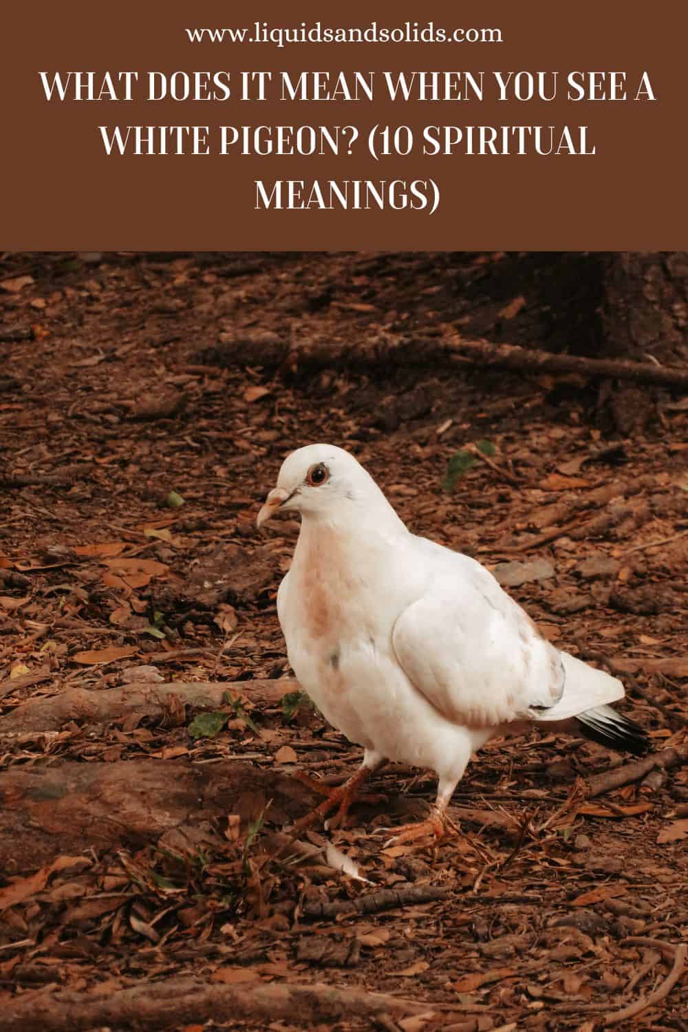  Ce que signifie voir un pigeon blanc (10 significations spirituelles)