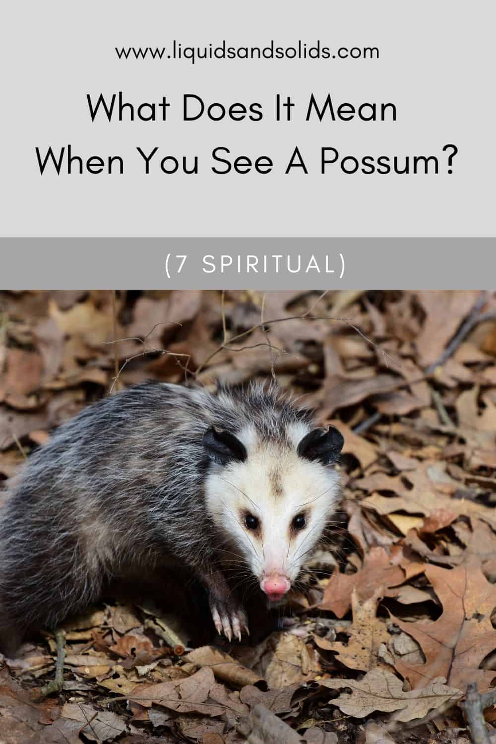  ມັນຫມາຍຄວາມວ່າແນວໃດເມື່ອທ່ານເຫັນ Possum? (7 ຄວາມ​ຫມາຍ​ທາງ​ວິນ​ຍານ​)