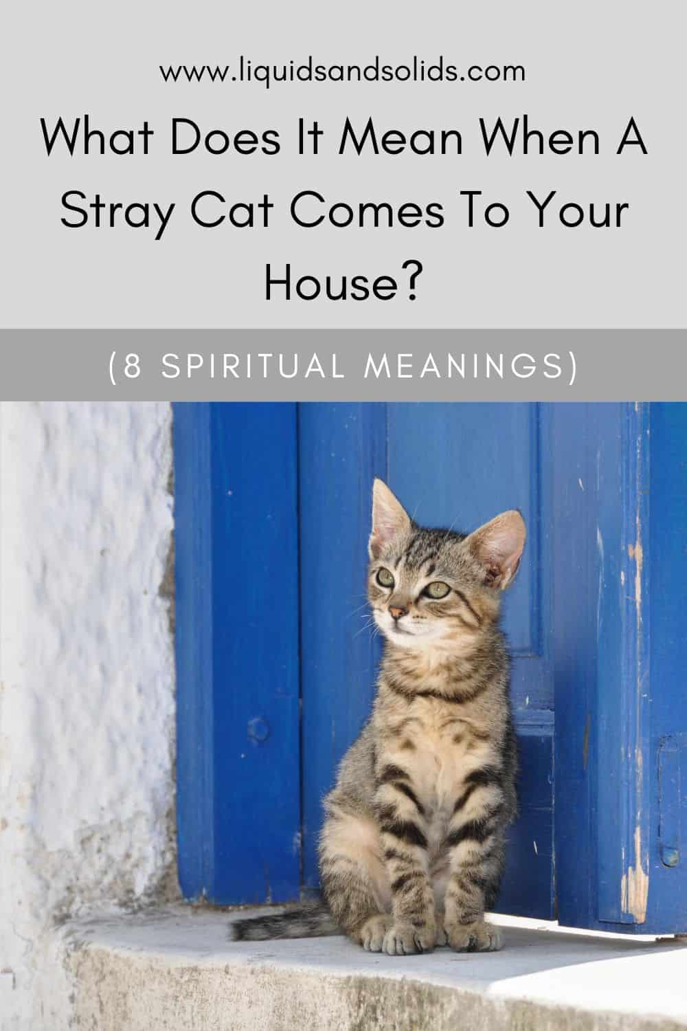  Que significa cando un gato vagabundo chega á túa casa? (8 significados espirituais)
