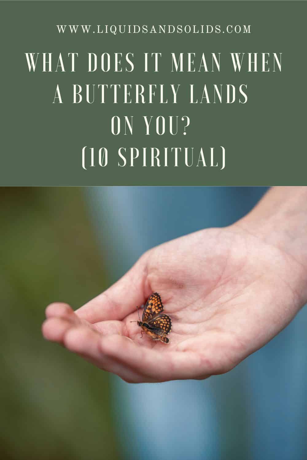  Que signifie l'atterrissage d'un papillon sur vous ? (10 significations spirituelles)