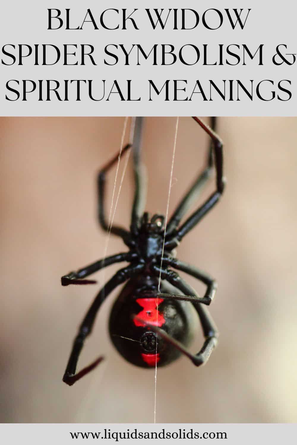  Symbolisme de l'araignée Black Widow &amp; ; significations spirituelles