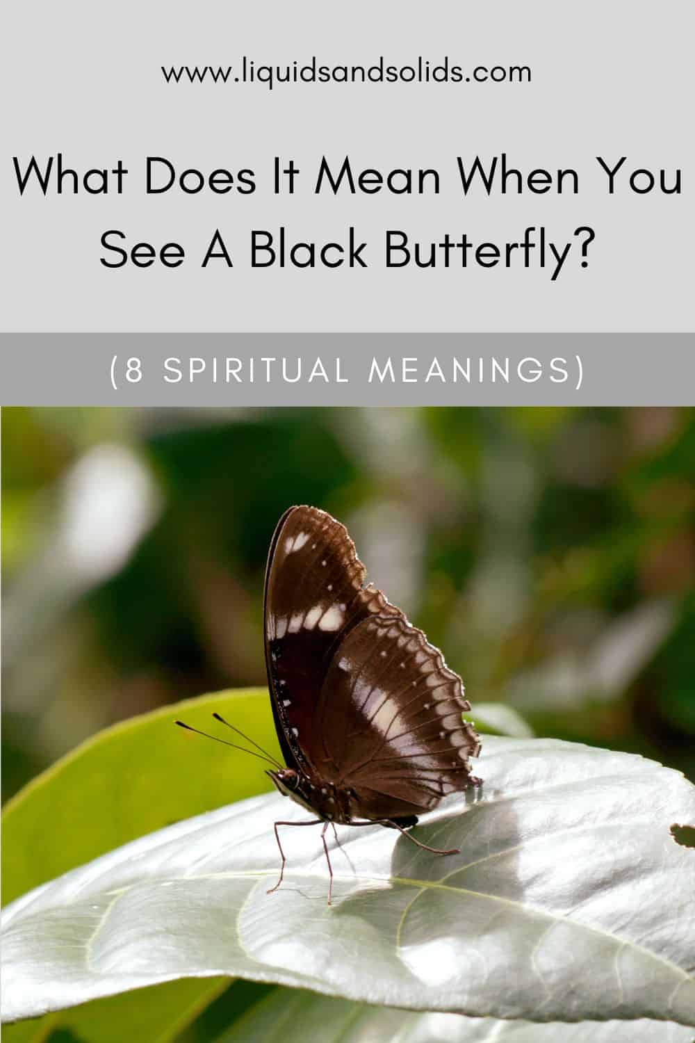  Que significa cando ves unha bolboreta negra? (8 significados espirituais)
