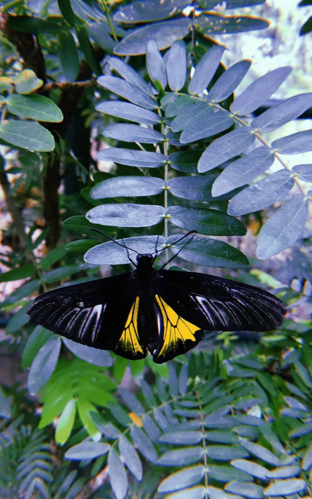  10 significations spirituelles du papillon jaune et noir