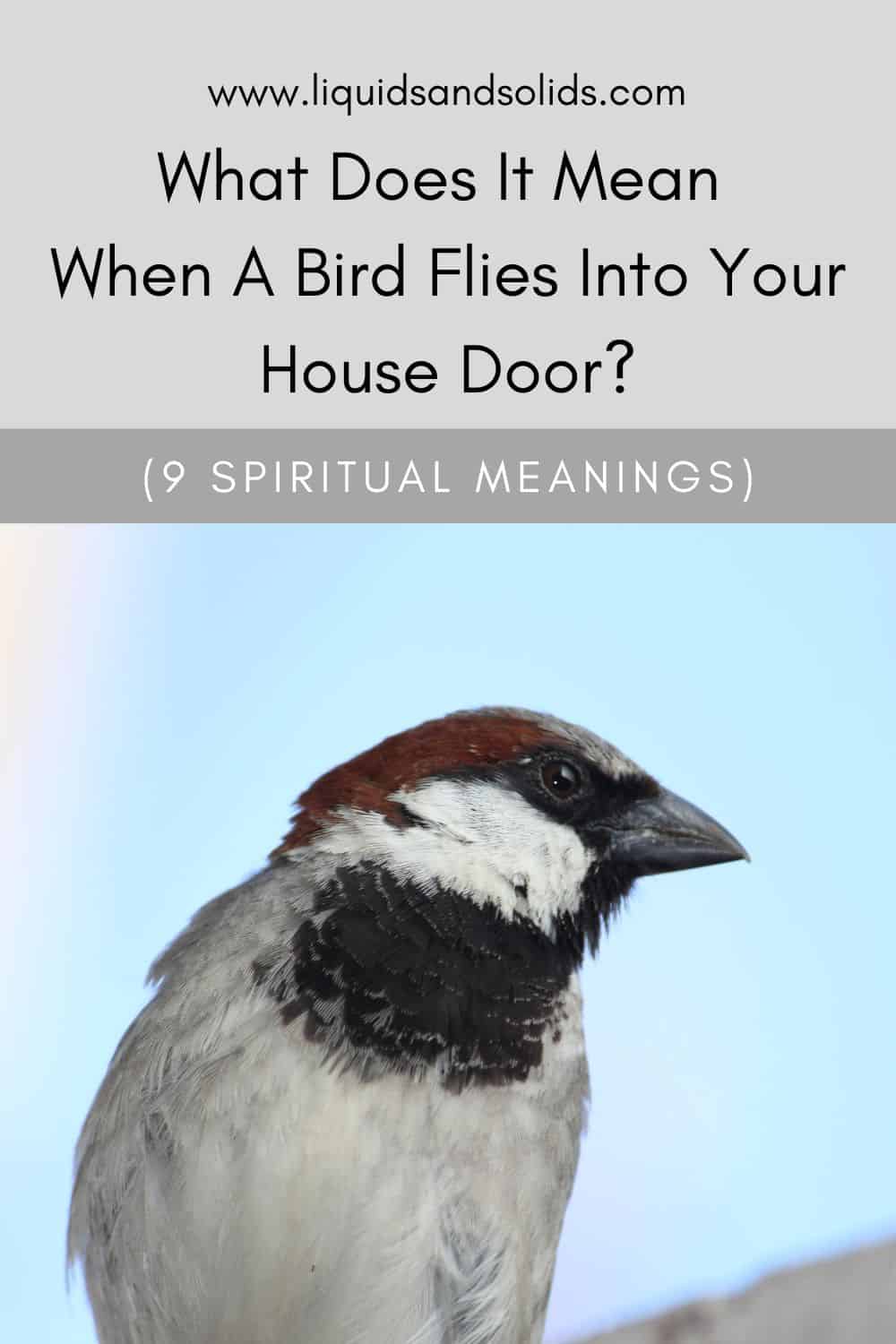  Mida tähendab see, kui lind lendab teie maja uksele? (9 vaimset tähendust)