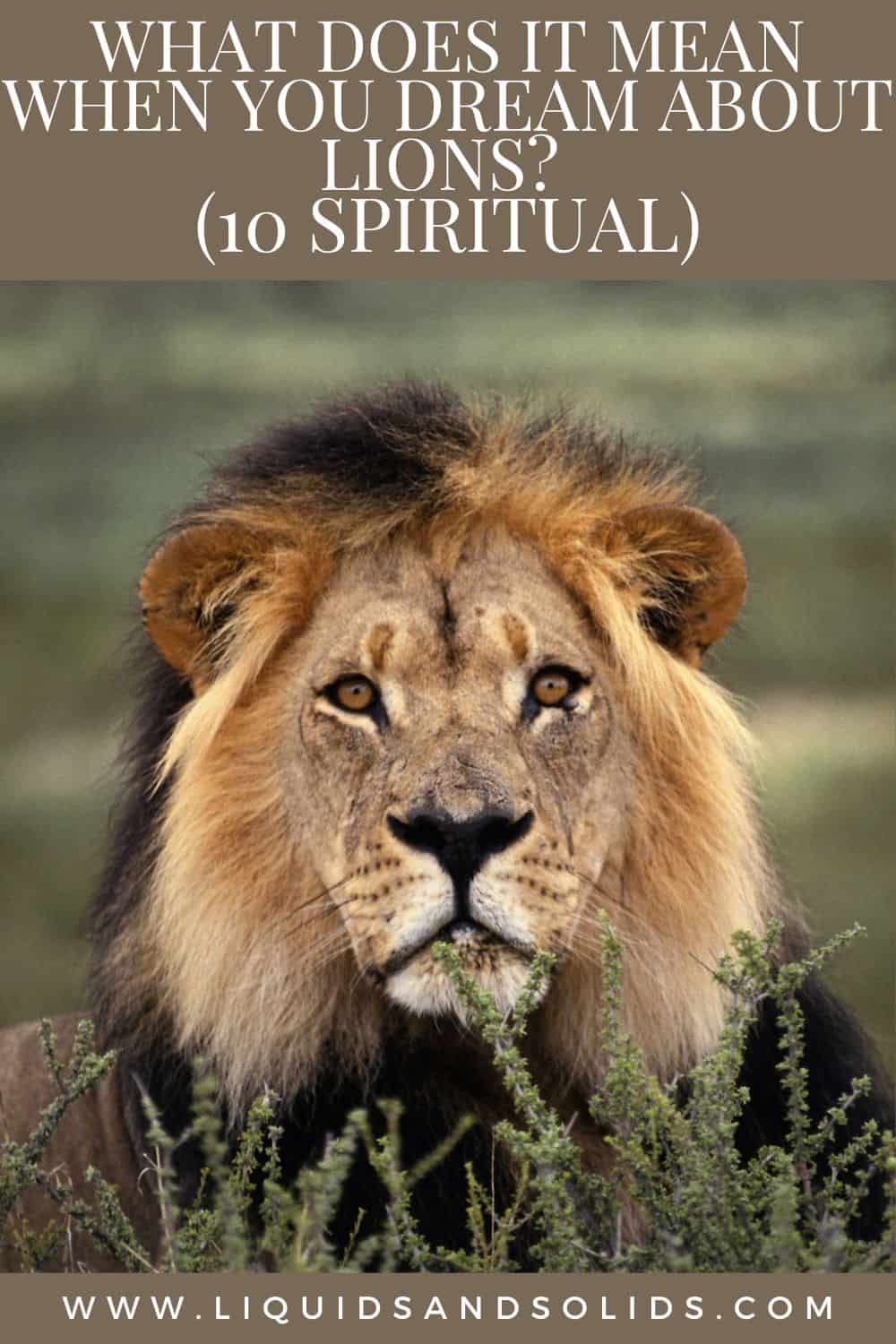  Que signifie rêver de lions (10 significations spirituelles)