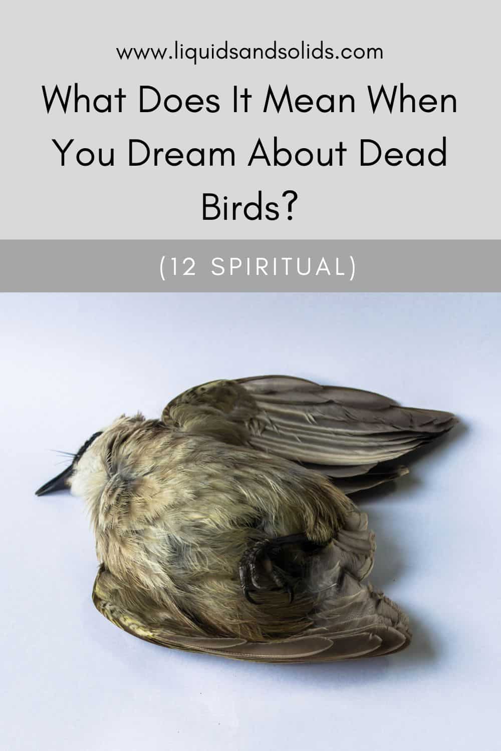 تفسير رؤية الطيور الميتة في المنام (12 معاني روحية)